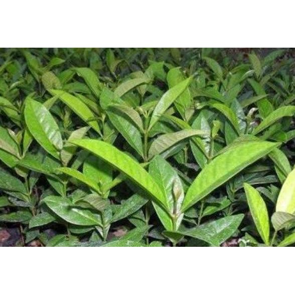 

Terlaris Promo Bibit Daun Salam - Gratis Daun Salam Segar 10 Lembar