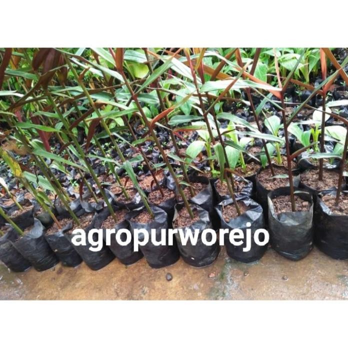 

Terlaris "Jual Hemat 300Gr - Bibit Tanaman Jahe Wulung Asli - Harga Murah ''