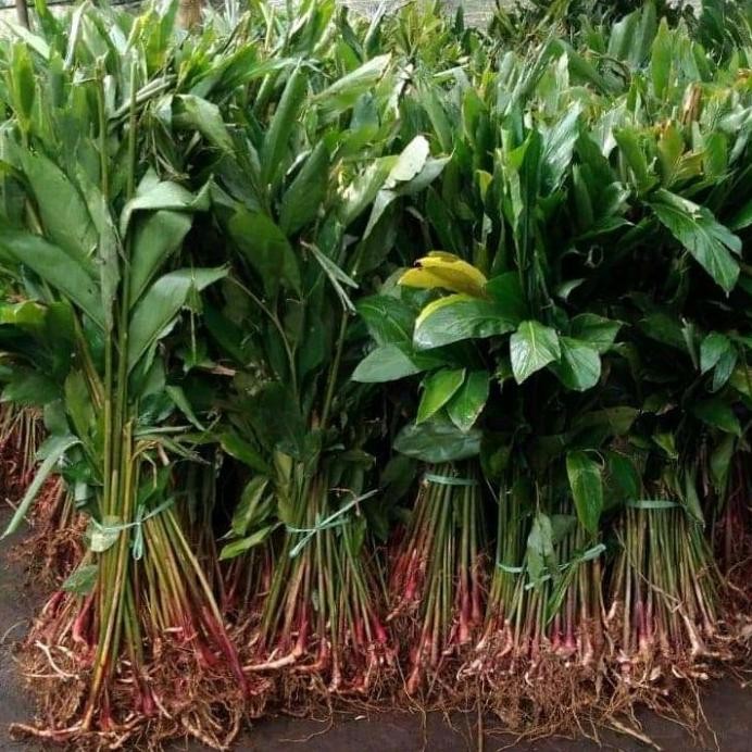 

Terlaris Bibit Jahe Merah Unggul