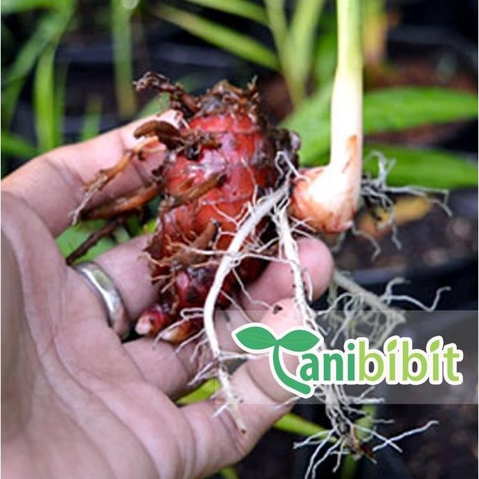 

Terlaris Bibit Jahe Merah - Benih Pohon Obat Herbal - Rimpang Jahe Merah