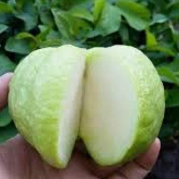 

Terlaris Bibit Jambu Kristal Putih Tanpa Biji