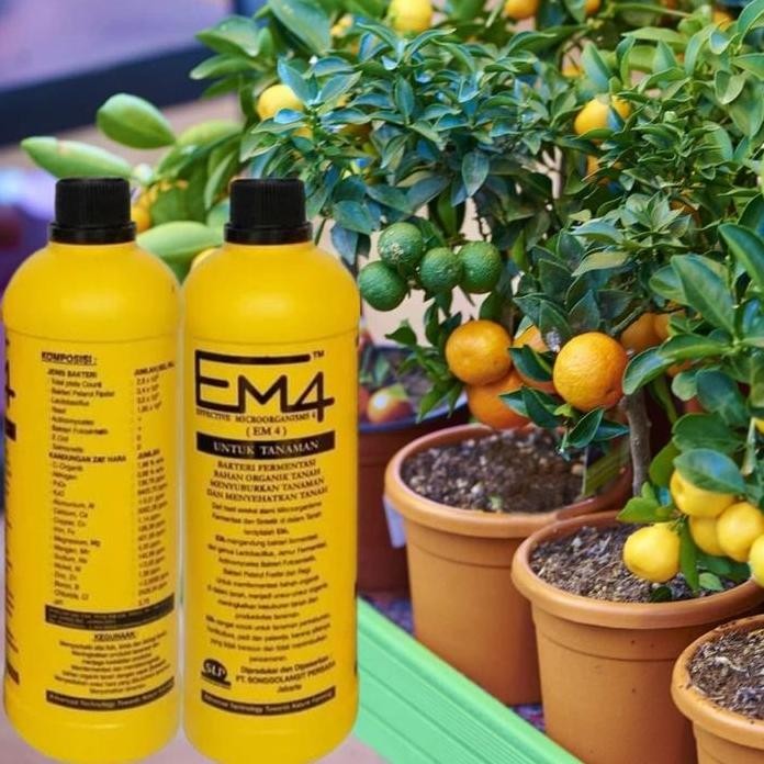 

Terlaris Em4 Pertanian 1 Liter Pupuk Cair Organik Tanaman Perkebunan Bakteri Stater Efektif Probiotik Fermentasi Mikro Organisme Tanah Hidroponik Em 4 1Liter 1L L