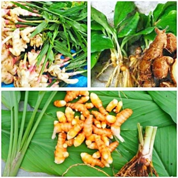 

Terlaris Klitas Paket Bibit 3 Buah Tanaman Jahe Tanaman Kencur Dan Azo