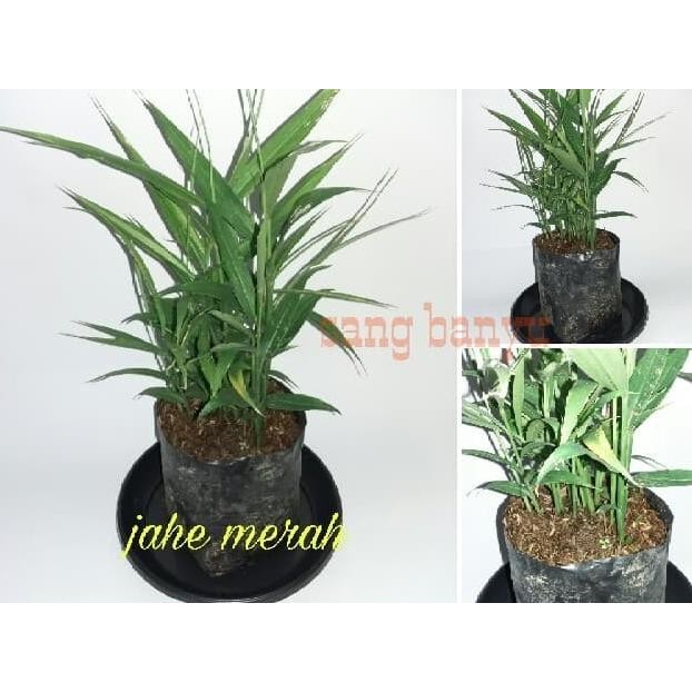 Terlaris Bibit Tanaman Jahe Merah Herbal Toga Eeee