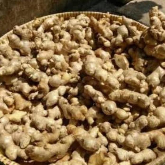

Terlaris Bibit Jahe Emprit Kaya Manfaat