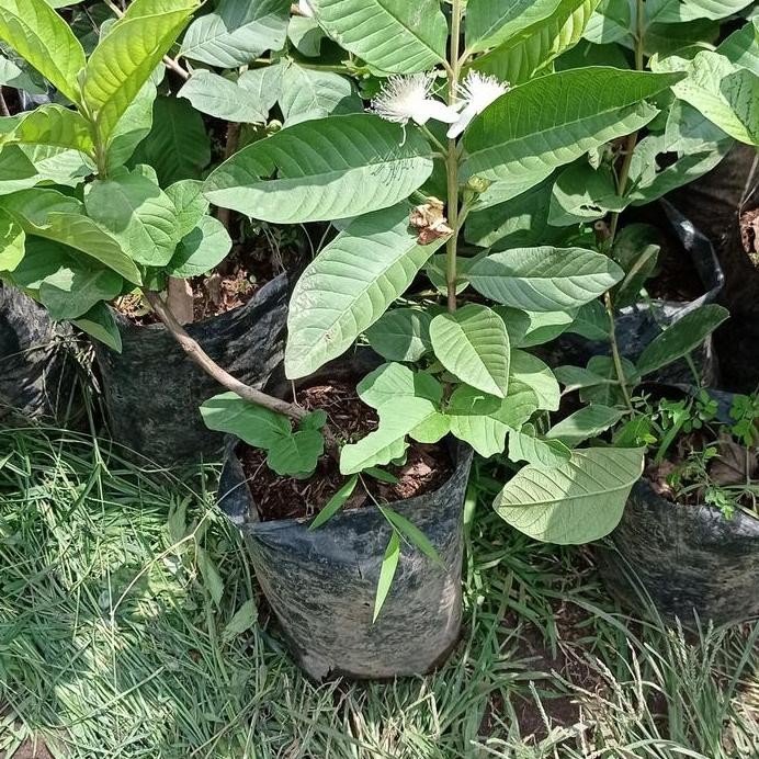 

Terlaris Paket Bibit Jambu Non Biji Dan Juwet