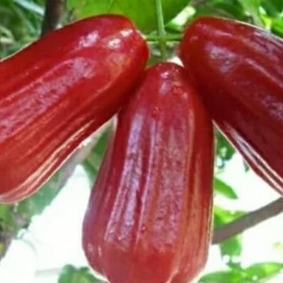 

Terlaris Bibit Tanaman Buah Jambu Air Madu Deli Merah A1111 Aa88