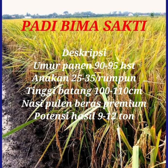 

Terlaris Benih Padi Bima Sakti 5Kg Ori