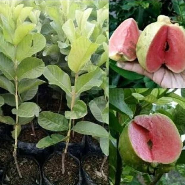 

Terlaris Bibit Jambu Sukun Tanpa Biji