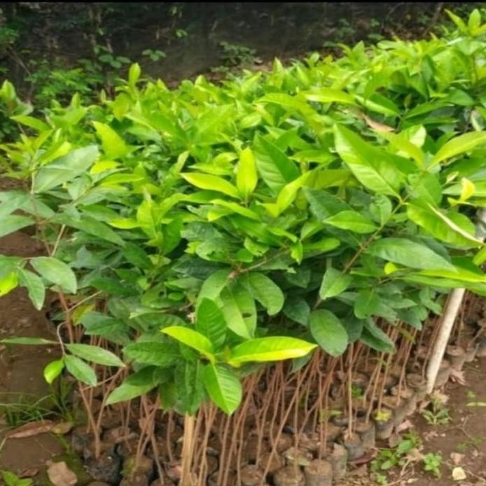 

Terlaris Paket 4 Bibit Tanaman Daun Salam Bumbu Dapur Kesydu 3369Uh