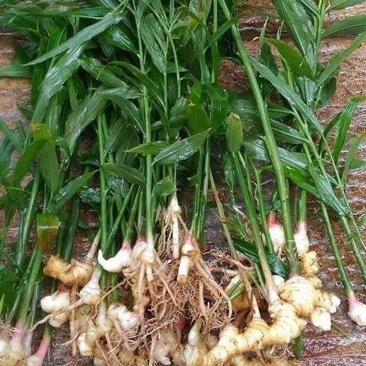 

Terlaris Bibit Jahe Emprit,Merah,Gajah Super Tanaman Herbal Benih - Jahe Emprit