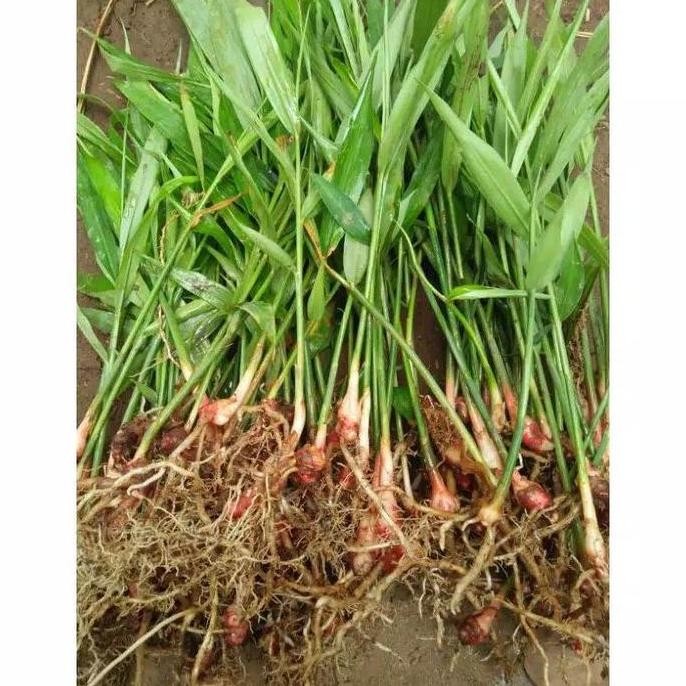 

Terlaris Bibit Jahe Merah Genjah