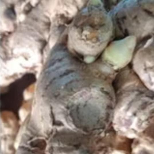 

Terlaris Bibit Jahe Gajah Unggul Per Kg