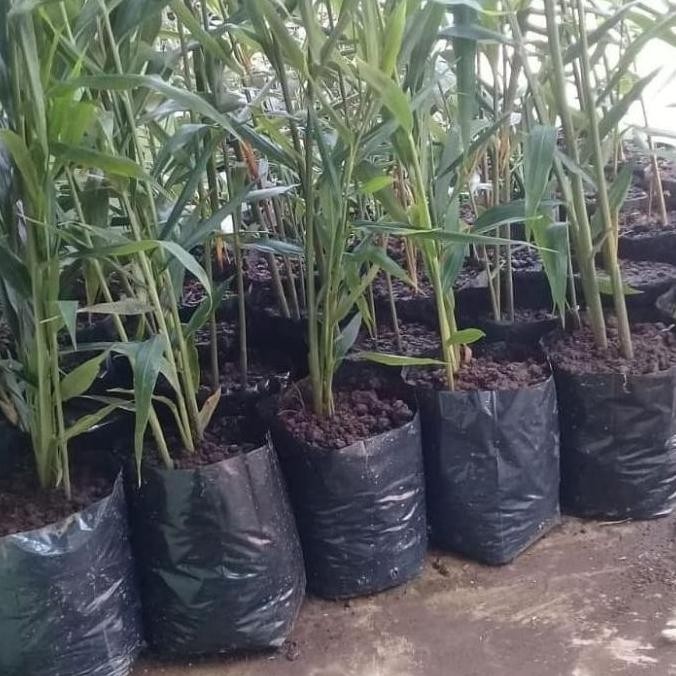 

Terlaris Bibit Tanaman Herbal Jahe Merah/Pohon Jahe Berem Herbal By Argoplantbag