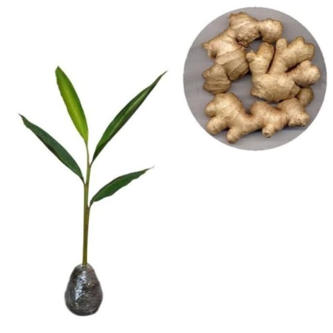 

Terlaris 6 Bibit Jahe Emprit Tanaman Herbal