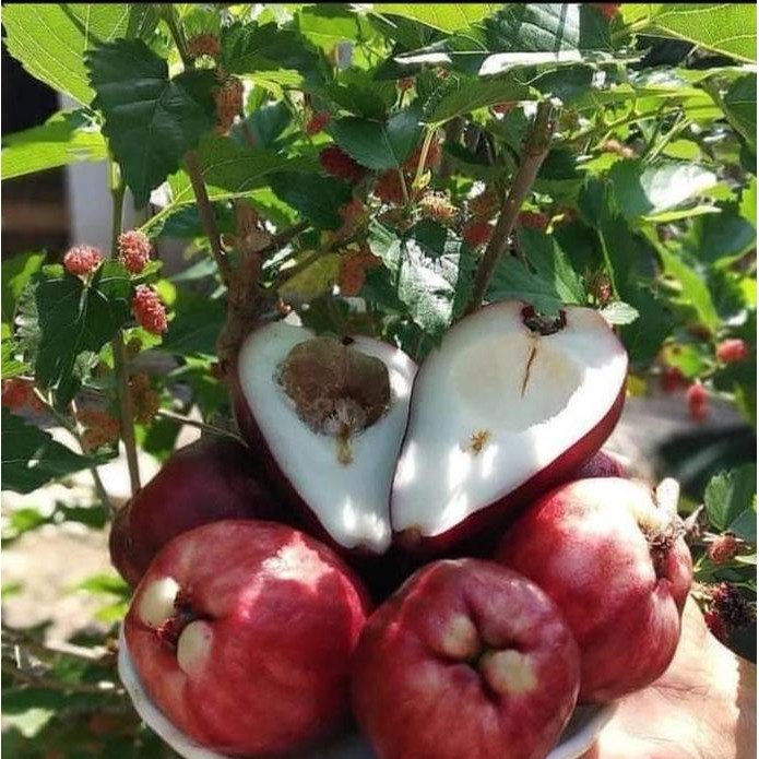 

Terlaris Bibit Jambu Jamaika Atau Boll Ukuran 1 Meter Up