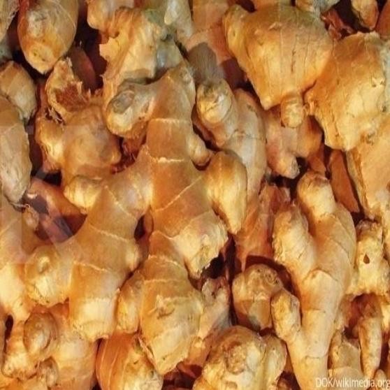 

Terlaris Bibit Benih Unggul Biji Jahe Emprit Bertunas