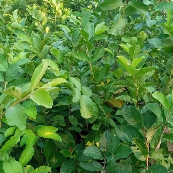 

Terlaris Bibit Tanaman Jambu Kristal Tanpa Biji Ukr 1 Meter