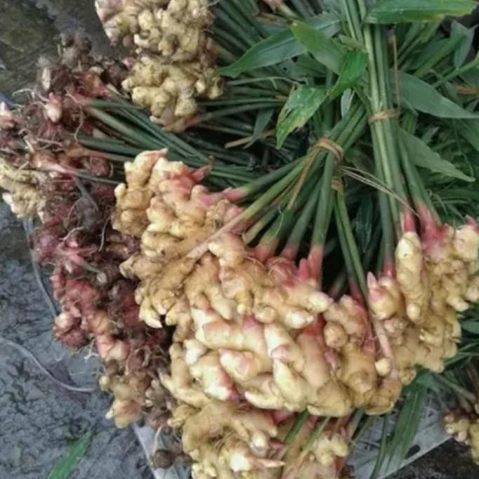 

Terlaris Bibit Tunas Jahe Emprit