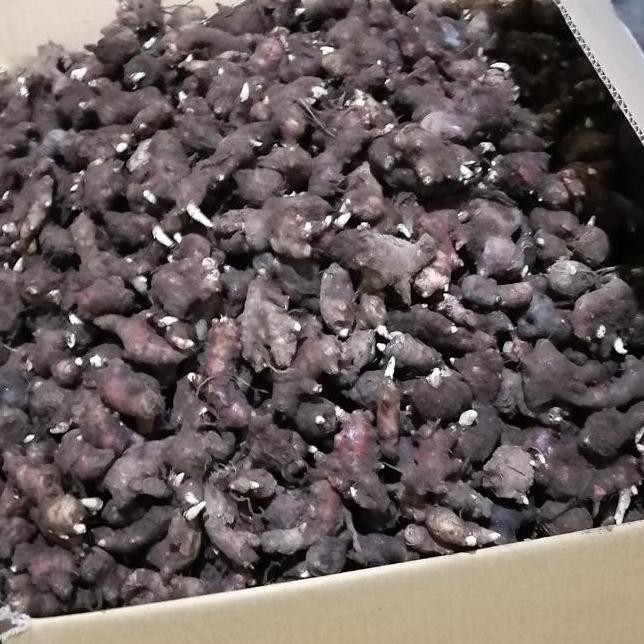 

Terlaris Fresh !!! Bibit Jahe Merah Super 500 Gram Tinggal Semai Murah