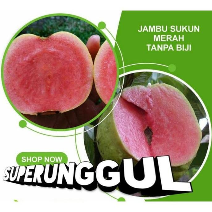 

Terlaris Bibit Jambu Sukun Merah Tanpa Biji