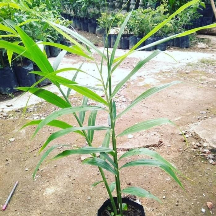

Terlaris Bibit Pohon Jahe Merah, Pohon Jahe Herbal