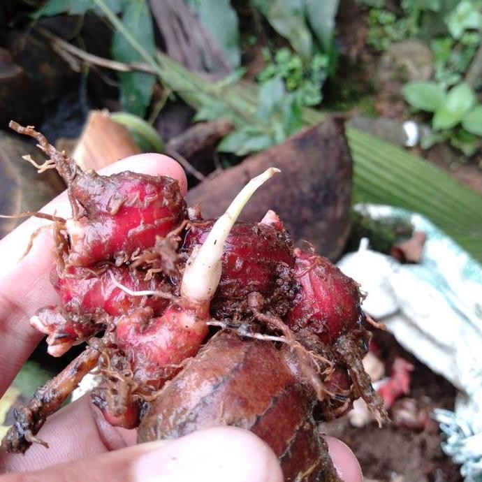 

Terlaris Bibit Jahe Merah Bertunas Siap Tanam