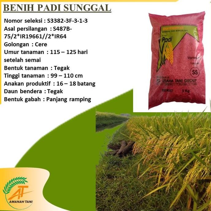 

Terlaris Benih Padi Sunggal 5Kg