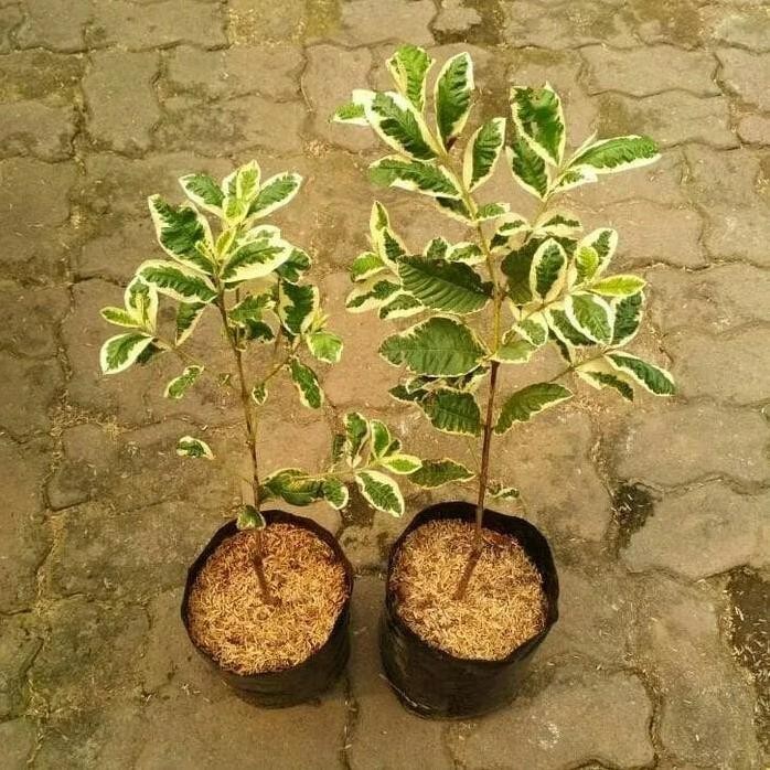 

Terlaris Bibit Tanaman Jambu Biji Variegata