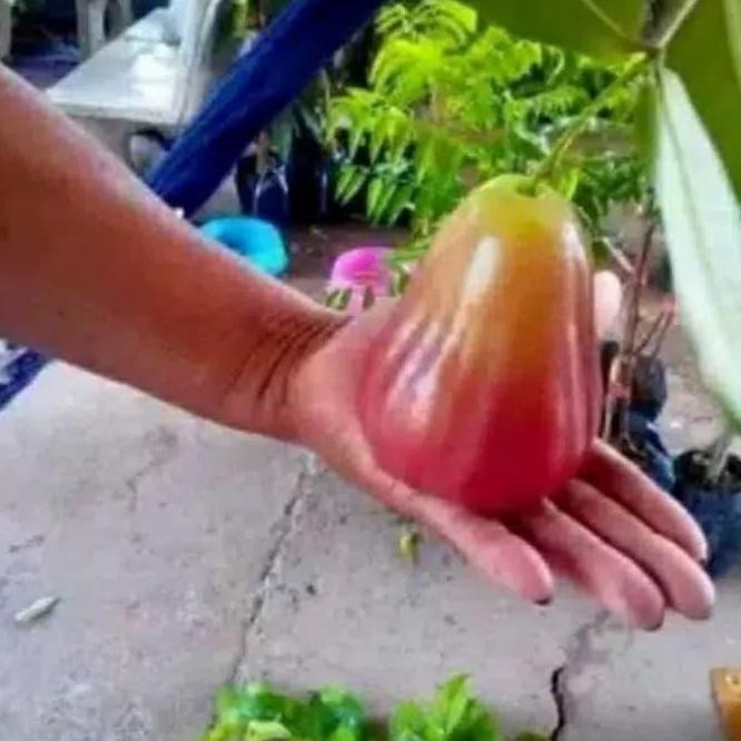 

Terlaris Bibit Jambu Air Bajang Leang Okulasi