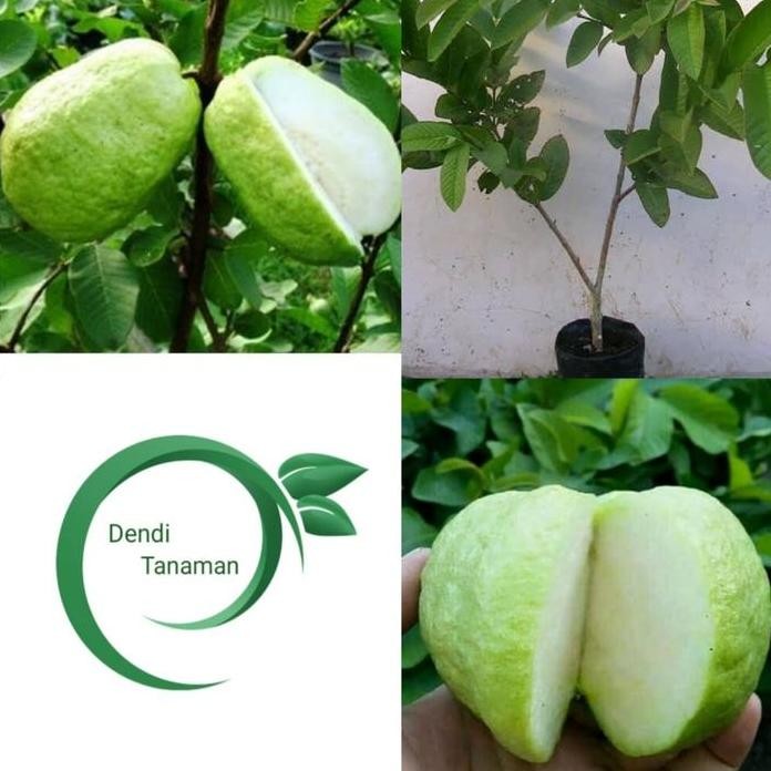 

Terlaris Bibit Pohon Jambu Sukun Putih Tanpa Biji / Jambu Cangkok Berkualitas