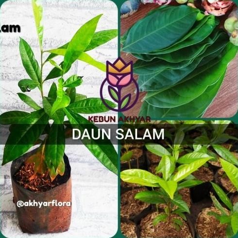 

Terlaris Best Tanaman Daun Salam Bibit Pohon Bumbu Masak