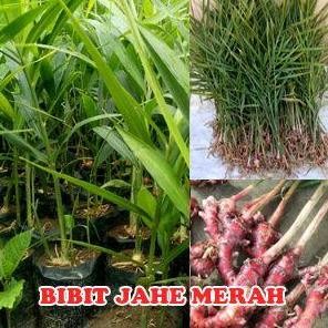 

Terlaris Bibit Jahe Merah Asli 100%Kualiatas Super Per 3 Bibit Media Tanah Siap Kirim