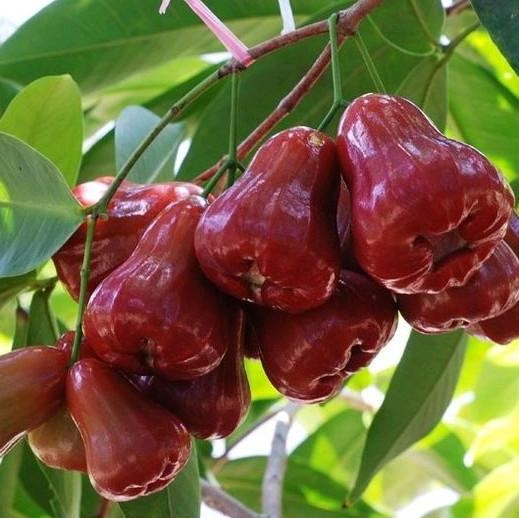 

Terlaris Artificial Bibit Jambu Air Citra Super