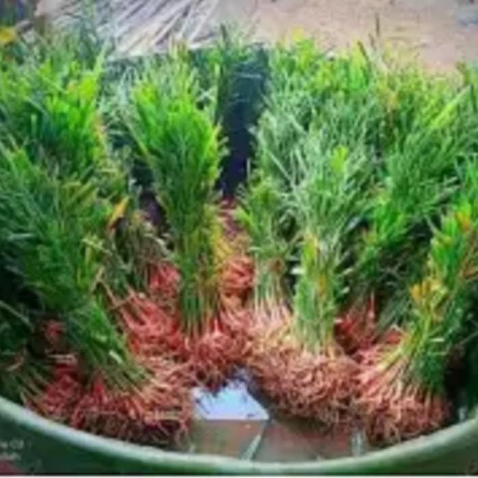 

Terlaris Bibit Jahe Merah 10 Pohon