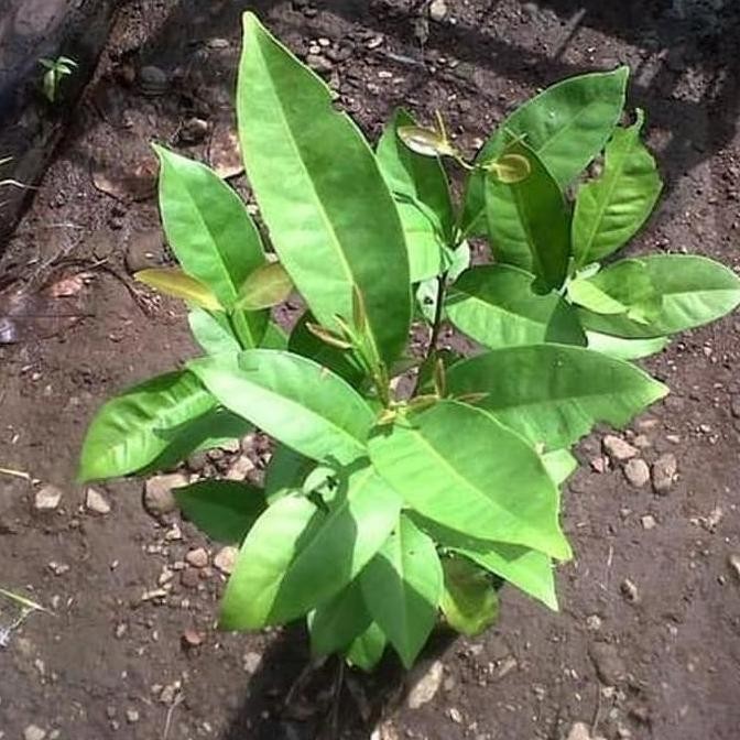 

Terlaris Bibit Pohon Daun Salam Sayur - Bumbu Masak Kualitas Petani Dan Murah
