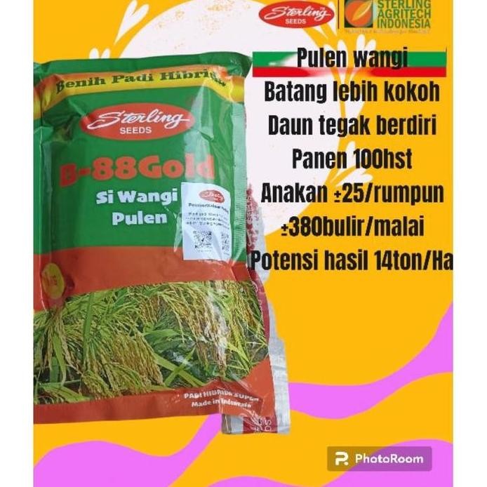 Terlaris Benih Padi Hibrida Sterling B88 Gold 1Kg Pulen Wangi Hasil Joss