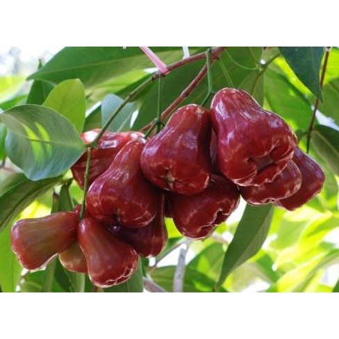 

Terlaris Bibit Tanaman Buah Jambu Air Citra Unggul