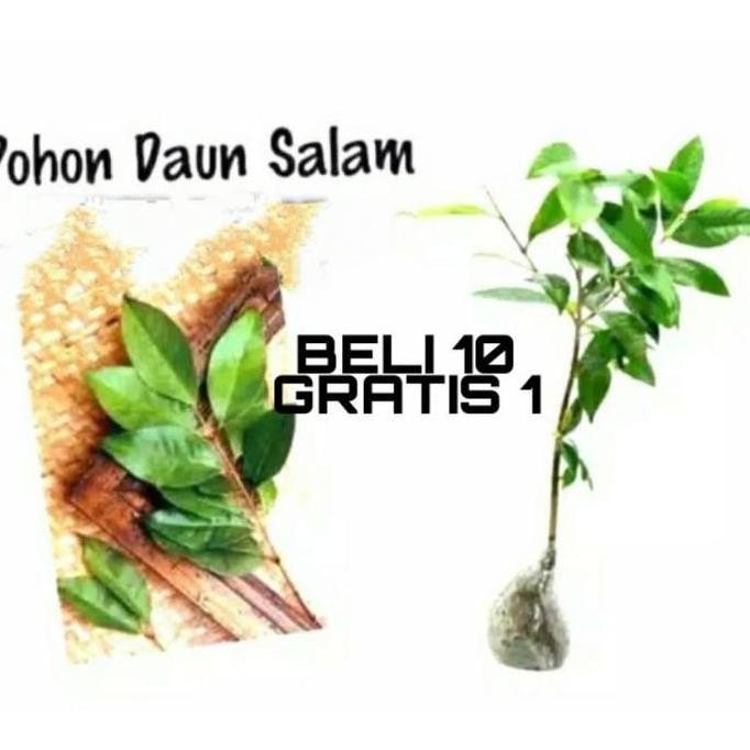 

Terlaris Bibit Daun Salam (Beli 10 Bonus 1)