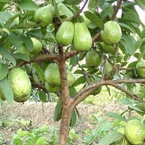 

Terlaris Bibit Tanaman Buah Jambu Kristal Sukun Putih