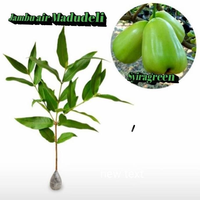 Terlaris Bibit Jambu Air Madu Deli Hijau Jumbo