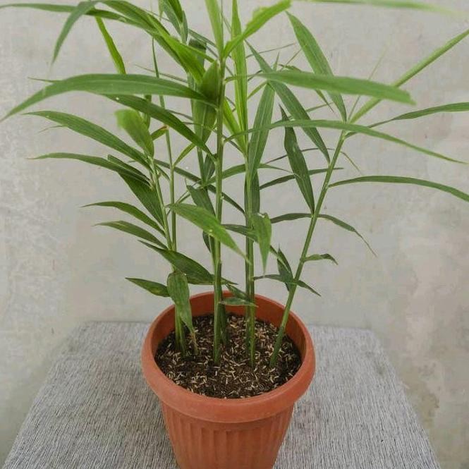 

Terlaris Biji Bibit Jahe Merah Original ( 1 Produk Dapat 4 Bibit)