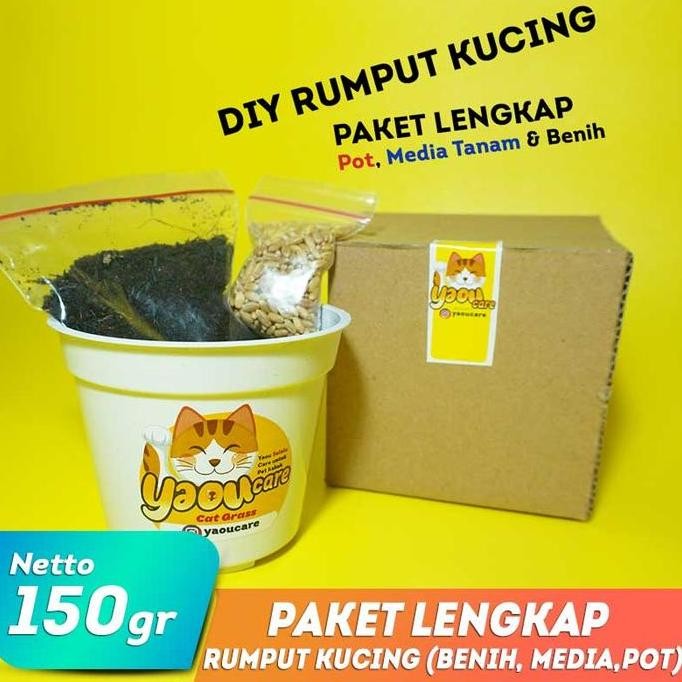 

Terlaris Diy Rumput Kucing /Rumput Gandum Paket Lengkap Pot/Media/Benih 20-25Gr