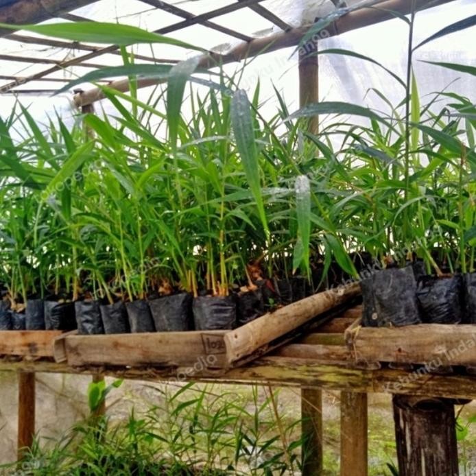 

Terlaris Bibit Tanaman Herbal Jahe Emprit