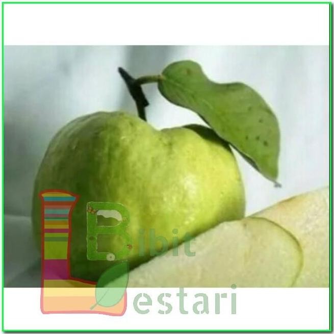 

Terlaris Bibit Buah Jambu Kristal Berbunga - Berbuah
