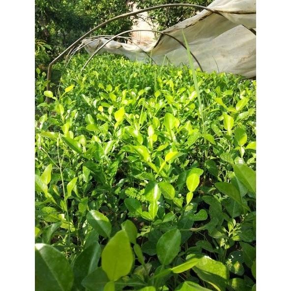 

Terlaris 4Paket Bibit Jeruk Purut,Daun Salam,Blimbing Wuluh,Jeruk Gspkjs 1097Qq