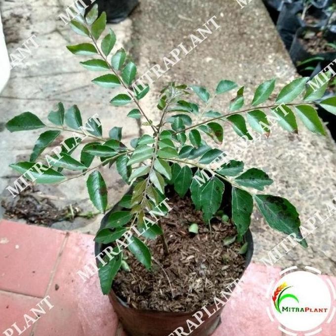 

Terlaris Terlaris Bibit Pohon Salam Koja - Tanaman Daun Salam Koja - Daun