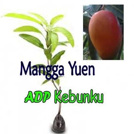

Terlaris Paket Hemat 2 Bibit Tanaman Buah Mangga Yuen Dan Buah Jambu Kingrose