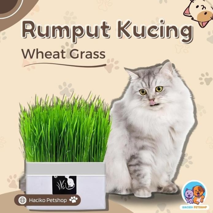 

Terlaris Bvf [Haciko Petshop] Rumput Kucing Paket Tumbuh Benih Gandum Premium