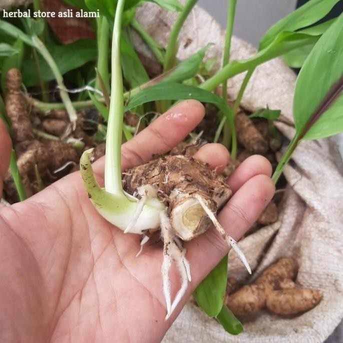 

Terlaris Bibit Tunas Tanaman Kunyit Putih/Temu Putih